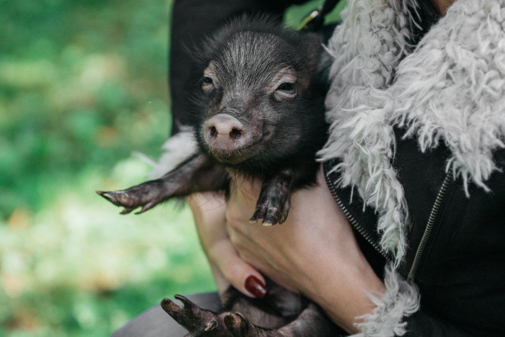 person holding black pig 3178267