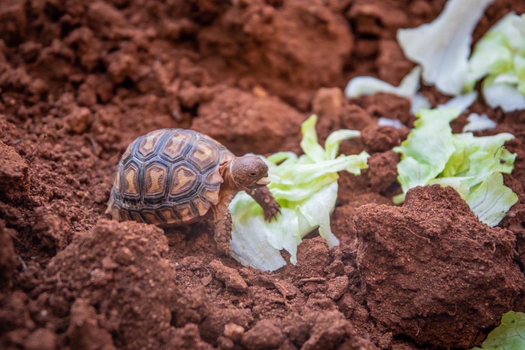 photo of small turtle on soil 3753182