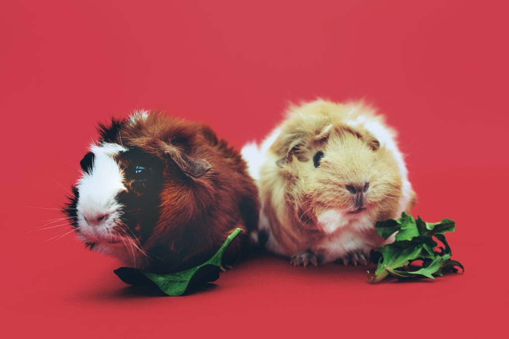two brown and beige guinea pigs 1093126 1