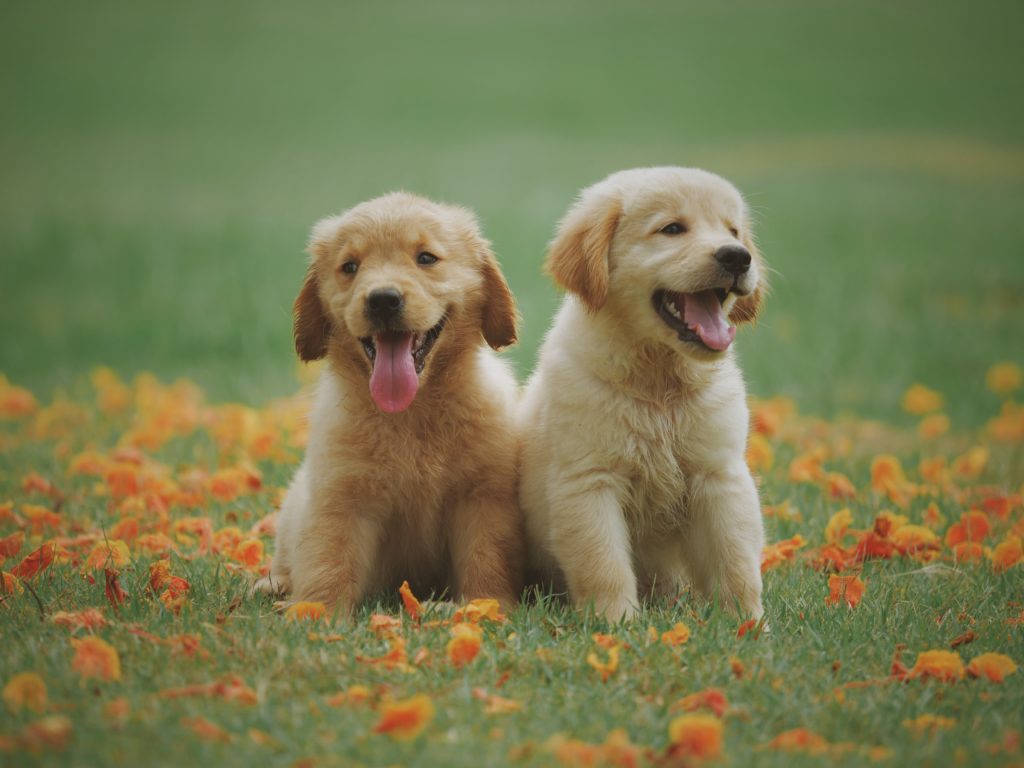 two yellow labrador retriever puppies 1108099