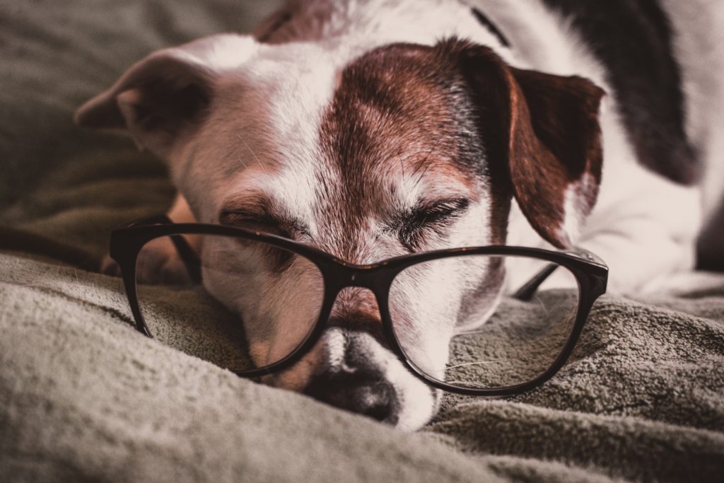 Dog with Glasses on 