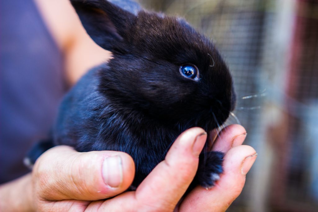 Bunny rabbit in hand
