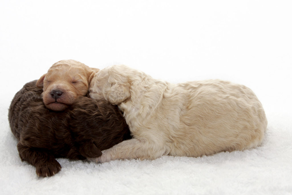 Puppies Cuddling