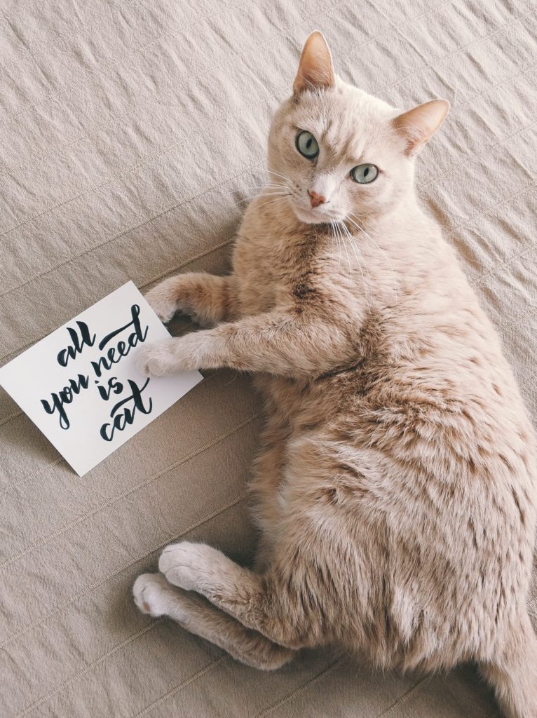 Cat holding a sign