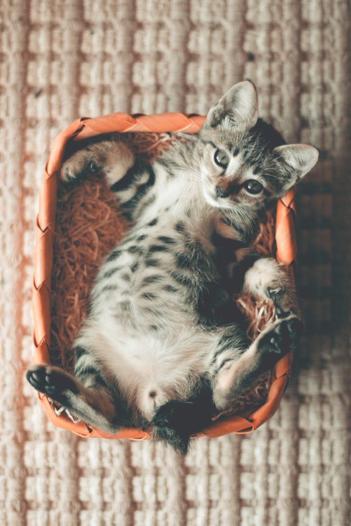 photo of tabby kitten lying on orange basket 1056252