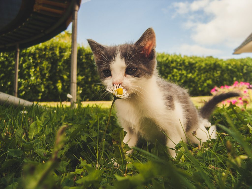 white and grey kitten smelling white daisy flower 1472999
