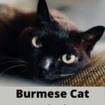 Burmese cat rescue
