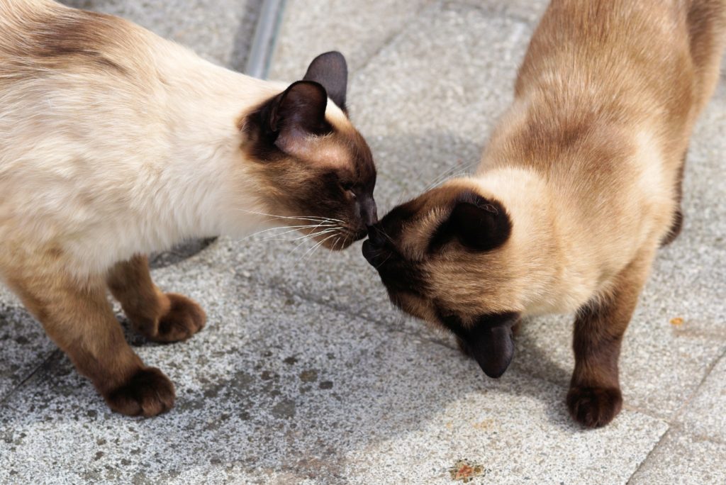 Siamese cats kissing