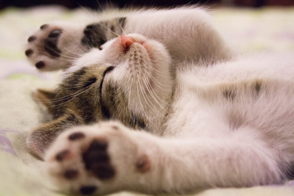 Cute Kitten Lying on back