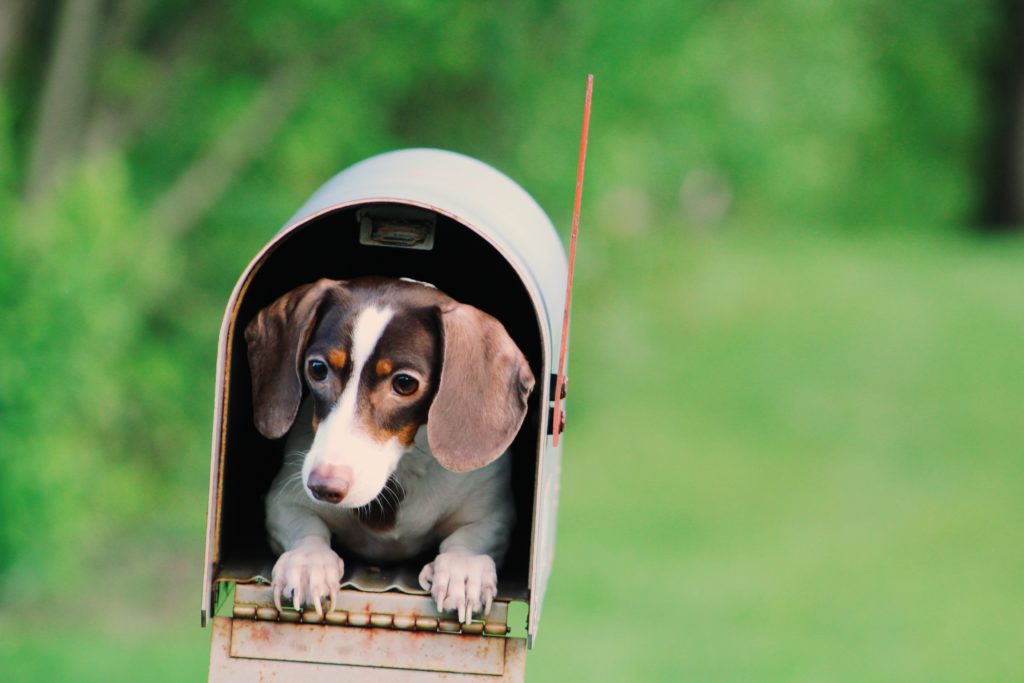 Dog inside mailbox