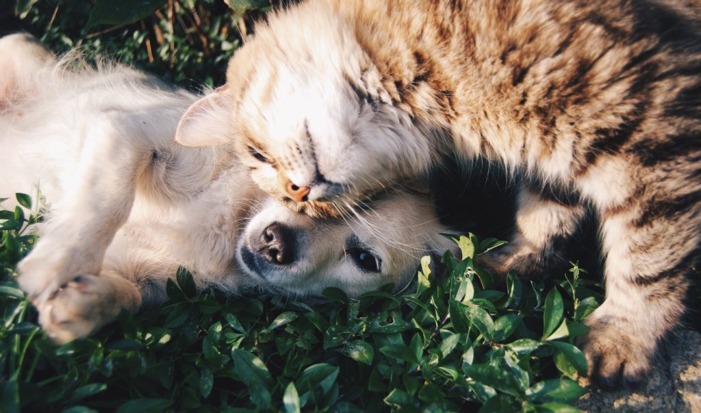 Ways Pets Can Improve Your Health
