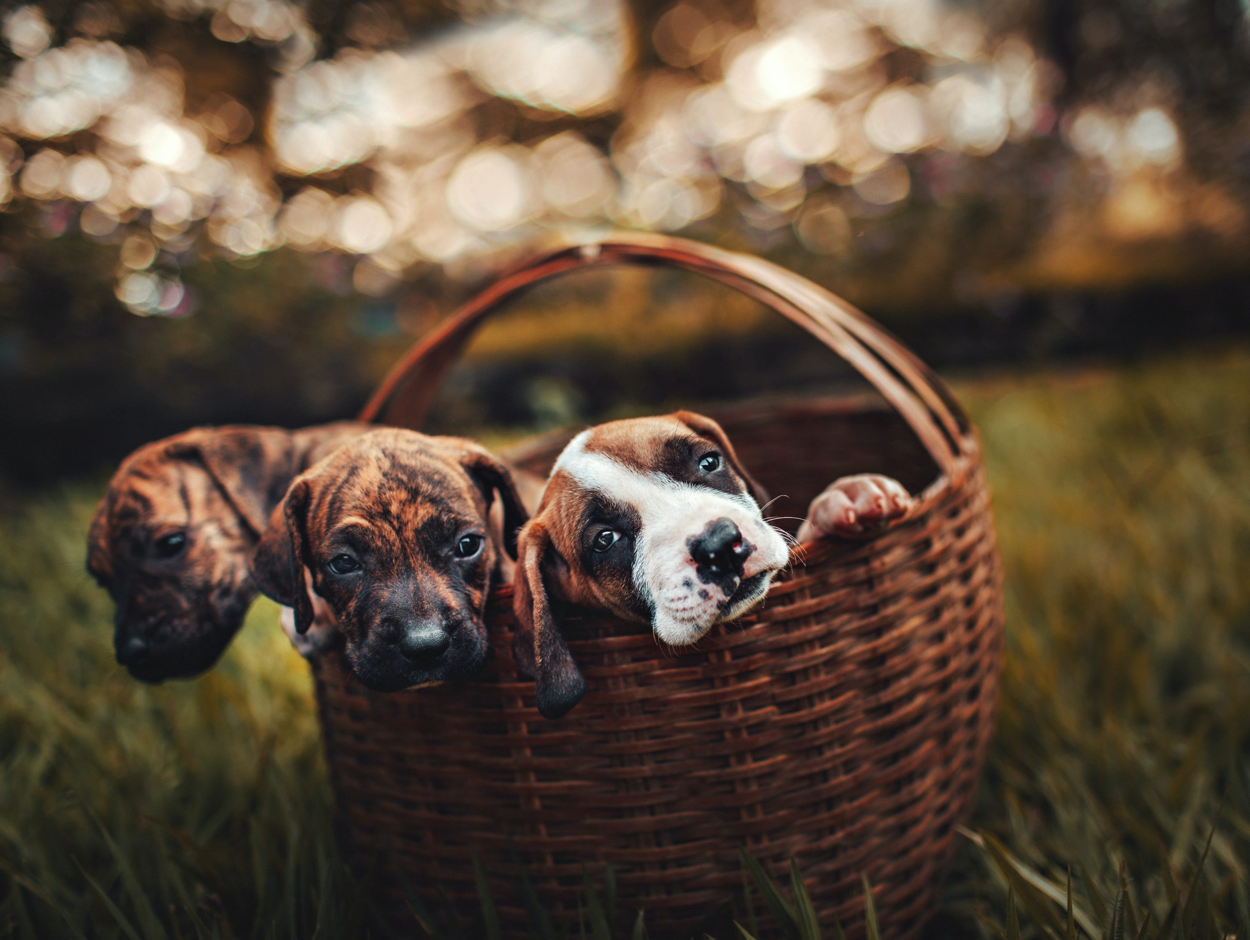 Cute puppies in basket