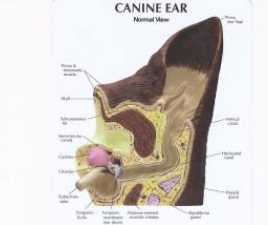 diagram of dog ear