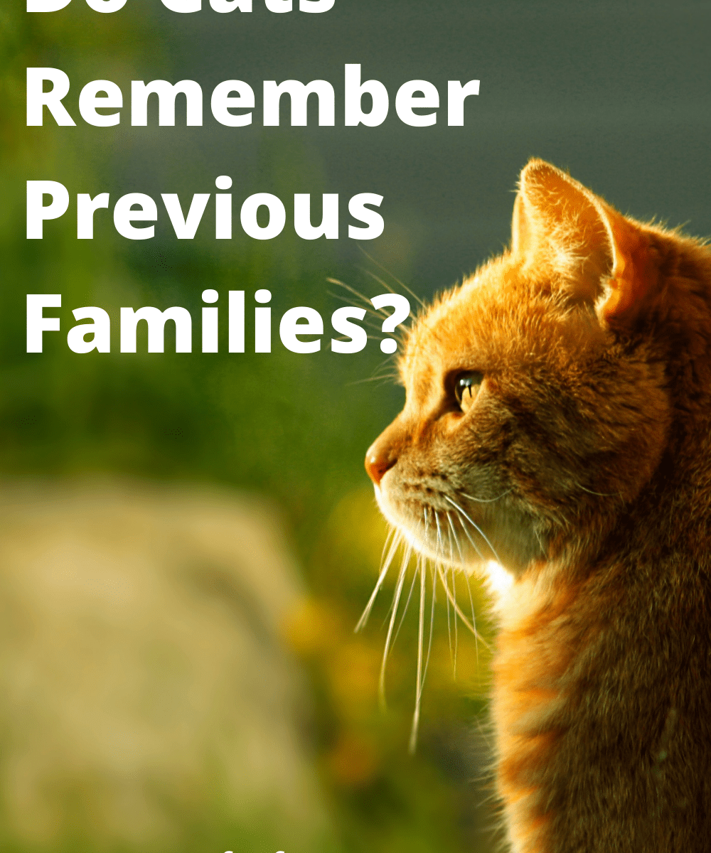 Do Cats Remember People