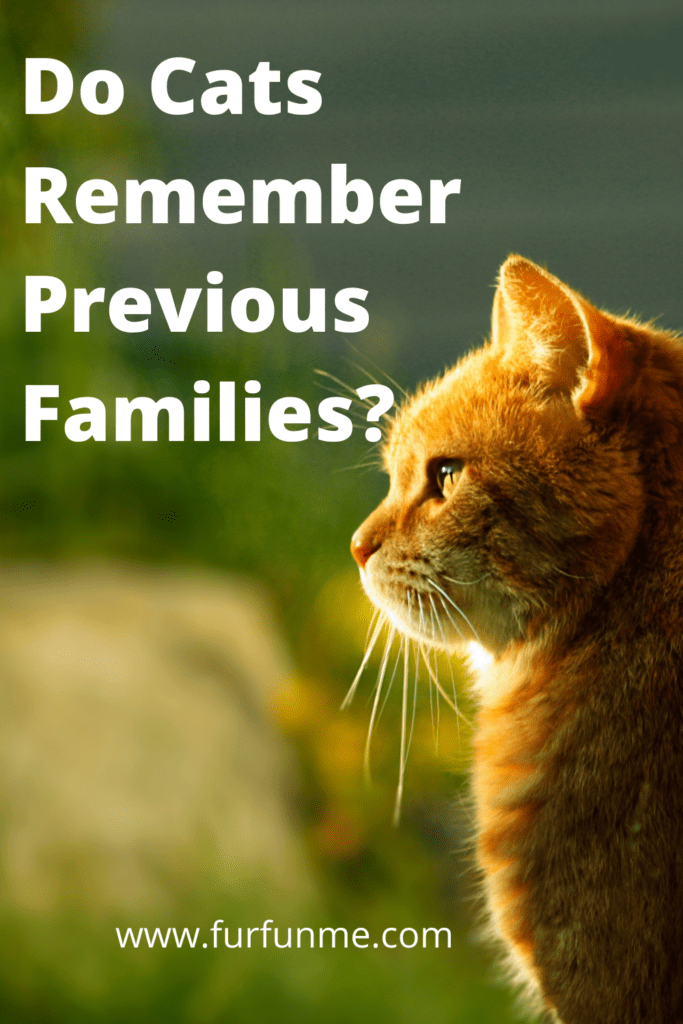 Do Cats Remember People From Previous Families