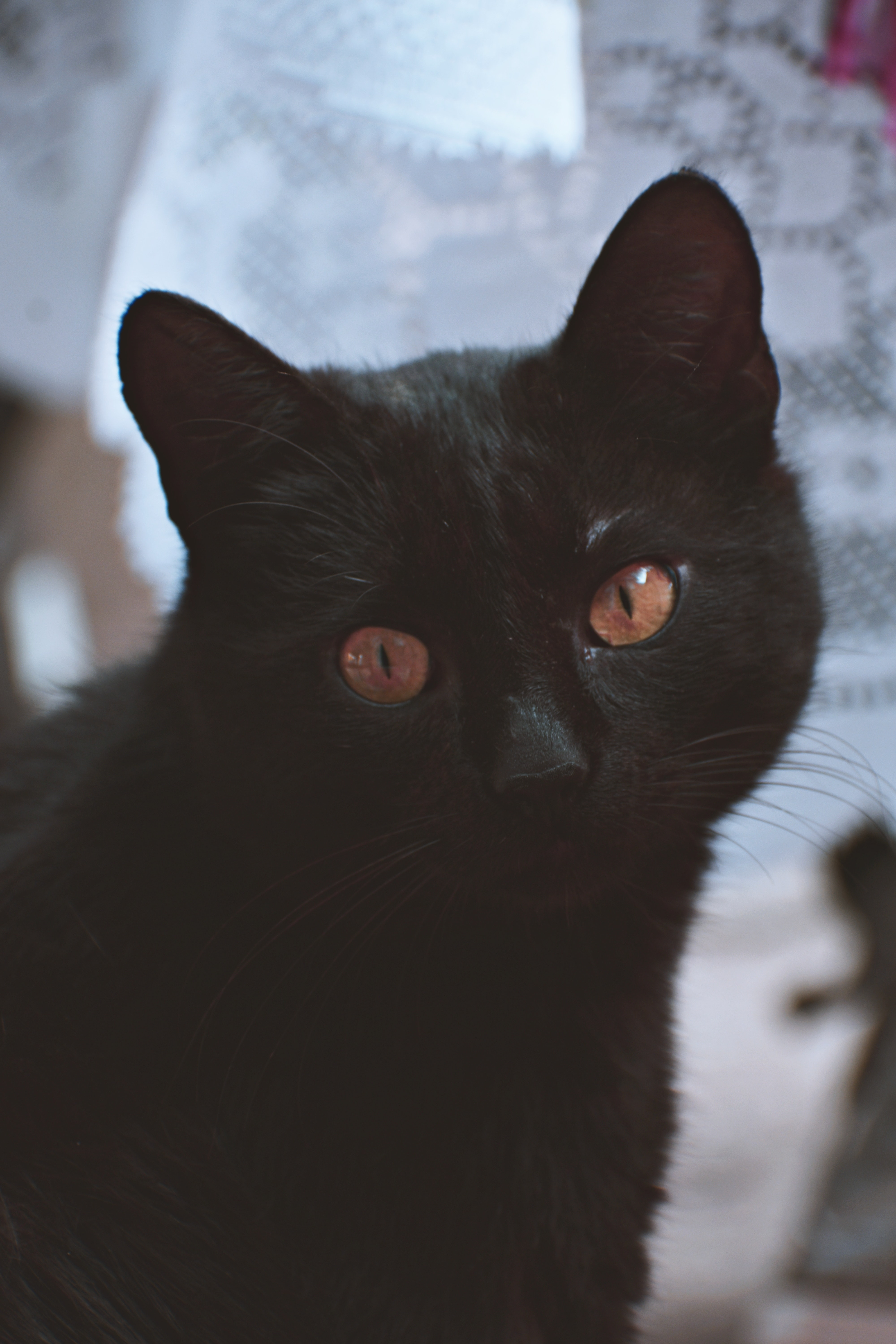 Black Cat Staring