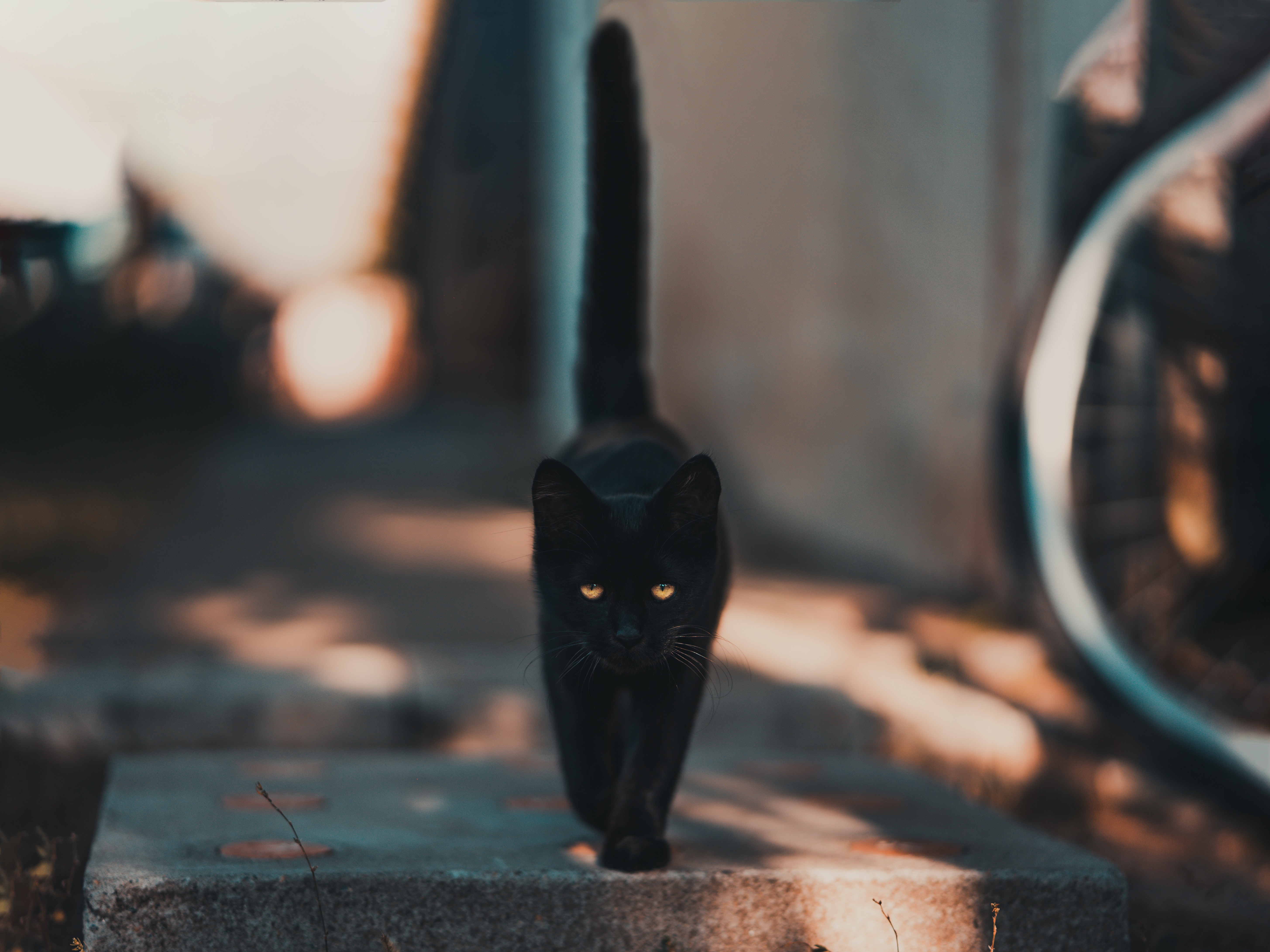 Black Cat Walking