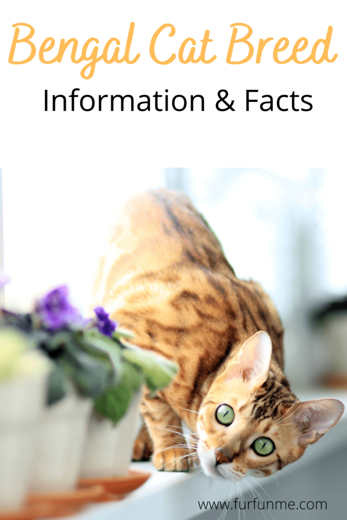 Bengal Cat Breed information and facts