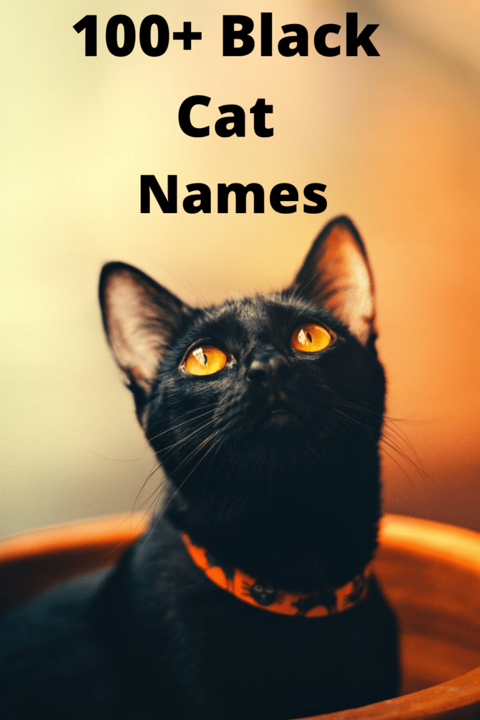 Black Cat Names 100