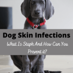 dog skin infections