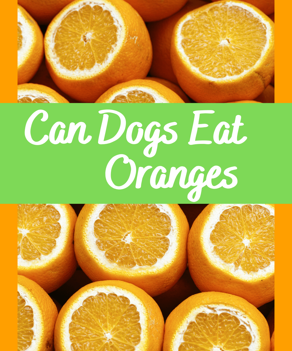 can dogs eat orange