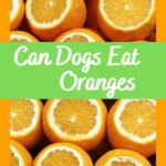 can dogs eat orange