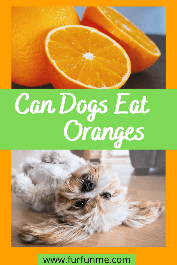 can dogs eat oranges pin