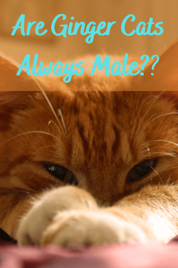 are ginger cats always male
