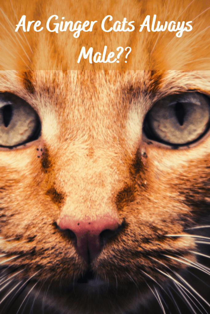 are ginger cats always male