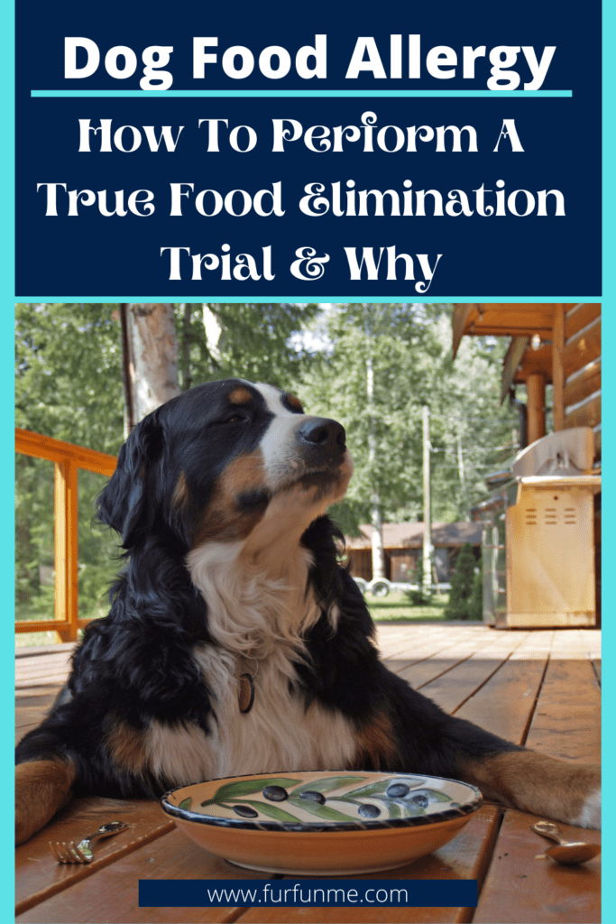 food allergy in dogs